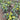 Chillies on plants