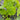 Organic Nasturtium Dwarf Mix *NEW* Flower seeds