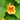 Organic Nasturtium Dwarf Mix *NEW* Flower seeds