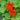 Organic Nasturtium Dwarf Mix *NEW* Flower seeds