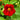 Organic Nasturtium Dwarf Mix *NEW* Flower seeds