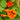 Organic Nasturtium Dwarf Mix *NEW* Flower seeds