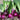 Fresh red onions on a wooden table