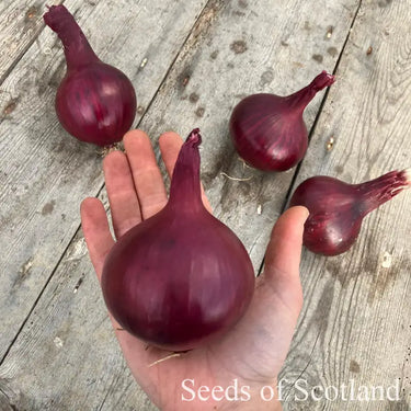 Hand holding a cured red onion with three more onions on a wooden surface