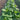 Row of Pak Choi growing in a garden bed.