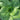 Close-up of green leafy Pak Choi