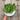 hand holding a bowl of perpetual spinach leaves over a wooden table