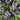 Organic Phacelia *NEW* Green manure seeds