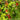 Organic Runner Bean - Milky Fork Bean Seeds
