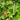 Organic Runner Bean - Milky Fork Bean Seeds