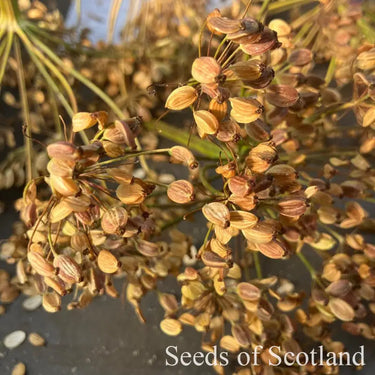 Parsnip - Everton *NEW* Parsnip Seeds