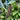 Close up of a Purple Mangetout pod growing on the plant
