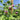 Purple Mangetout plant in full flower