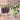 A bunch of fully grown purple mangetout pea pods next to a flowering pea plant stem on a wooden table