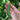 hand holding 1 Robinson Pea on the plant
