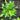 Salad Rocket Seeds - Plant
