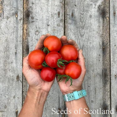 Salad Tomato - Ailsa Craig Tomato Seed