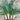 Four Musselburgh leeks on a wooden table