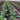Texel Greens *New 2024/25* Salad