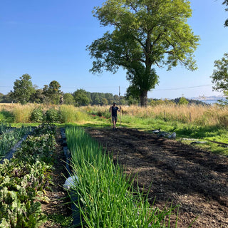 Practical Horticulture Internship Opportunity at Seeds of Scotland