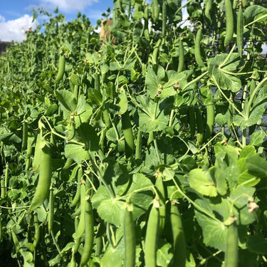 Peas