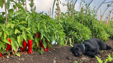 Peppers & Chillies