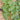 Big green leaves of a squash plant seen from above