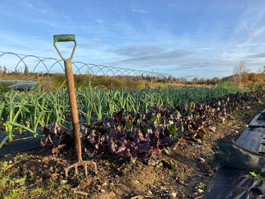 Leeks & Onions