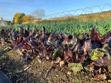 Beetroot & Chard