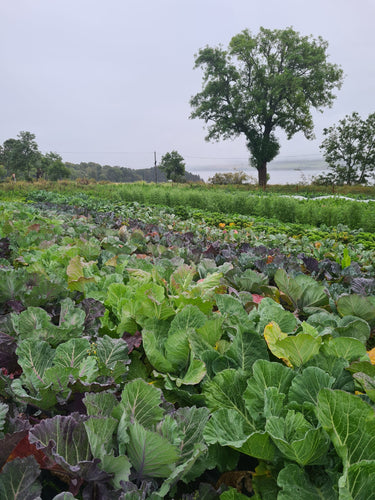 Field with 6 varieties of kale growing in rows