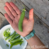 Organic Pea - Gradus *NEW* Pea Seeds
