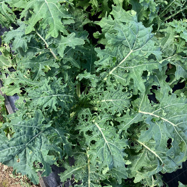 Kale - North Star Polaris *NEW*