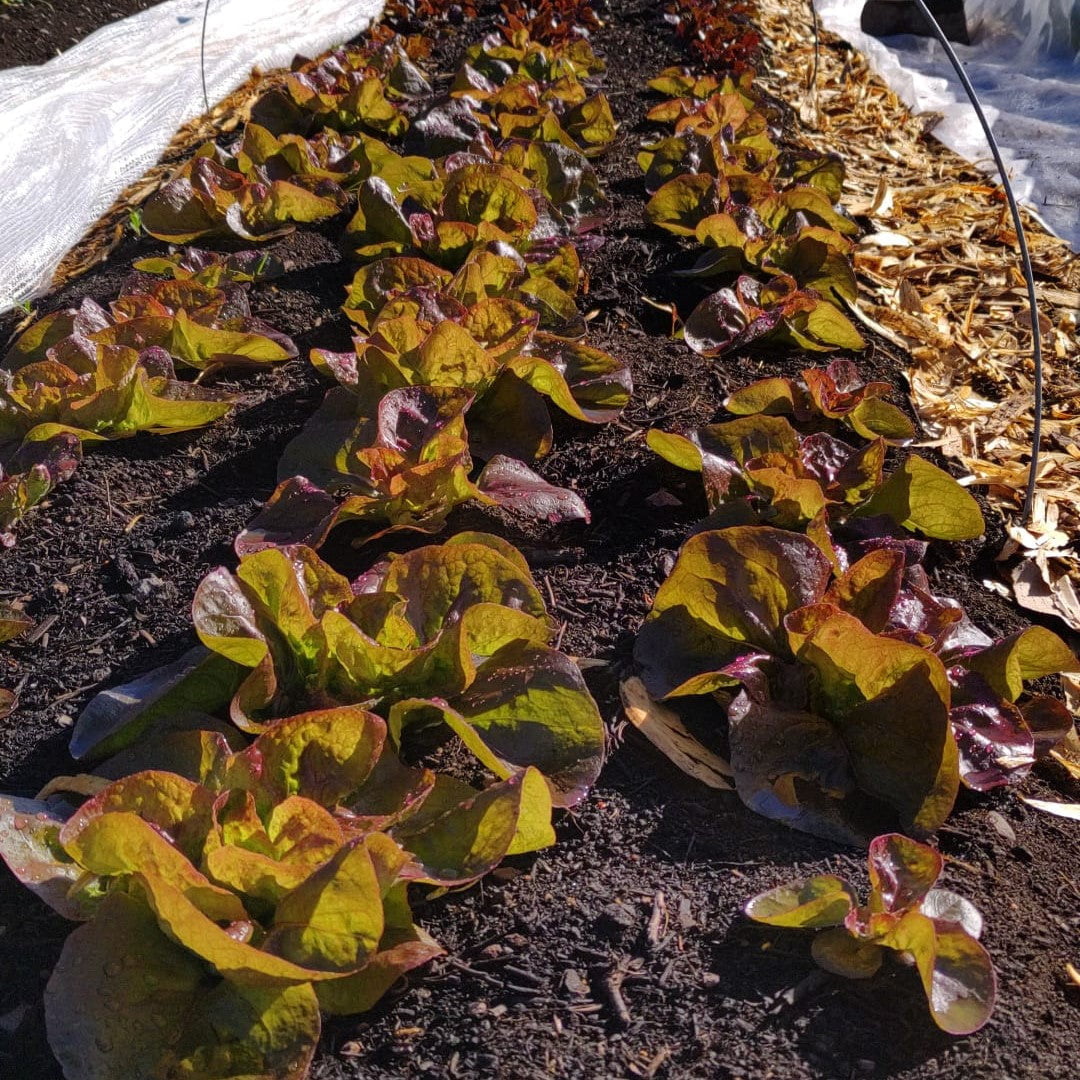 Marvel of Four Seasons Lettuce Seeds l Seeds of Scotland