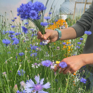 Organic Cornflower *NEW*