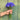 Organic Cornflower *NEW*