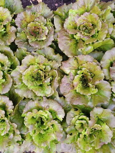 Top down view of a bed of lettuce