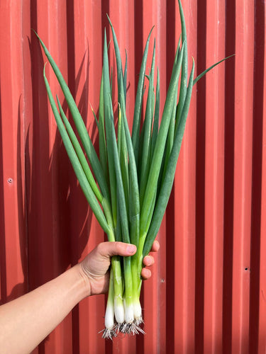 Spring Onion - Ishikura *NEW*