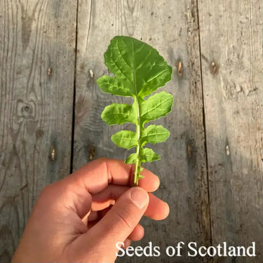 Salad Rocket Seed - leaf