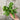 Hand holding a bunch of Wrinkled Crinkled Crumpled Cress