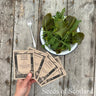 All Season Salad Selection - Gift
