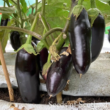 Aubergine - Diamond *New 2024/25* Seeds