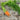 A bunch of four Autumn King carrots with the tops attached on a wooden table