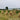 Barley - Bere Grain Seed