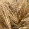 Barley - Bere Grain Seed