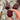 Beetroot - Dobbies Purple *New 2024/25* Seeds