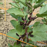 Black Isle Broad Bean close up of black flowers