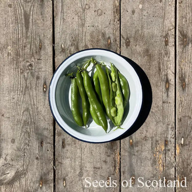 Broad Bean - The Sutton Bean Seeds