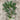 Broad Bean - The Sutton Seeds
