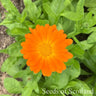 Calendula - Swedish mix *NEW* Flower seeds