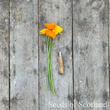 Calendula - Swedish mix *NEW* Flower seeds